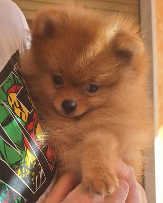 Spitz tedesco nano