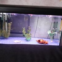 Acquario guppy blue moscow