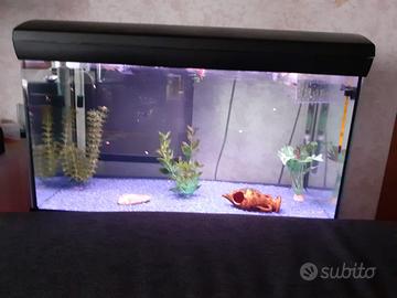 Acquario guppy blue moscow