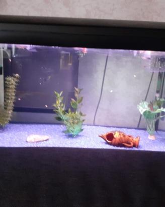 Acquario guppy blue moscow