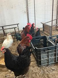 Galline Disponibili