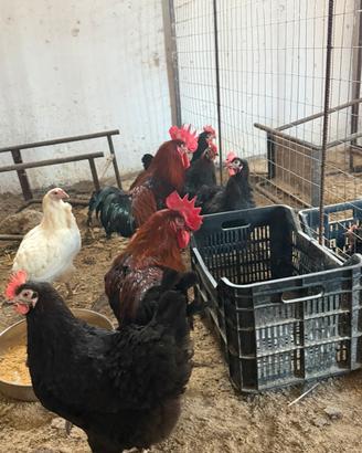 Galline Disponibili