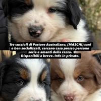Pastori australiani