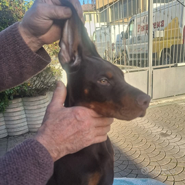 Dobermann cuccioli disponibili