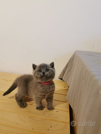 Cucciola british shorthair