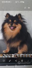 Spiz Pomerania nano