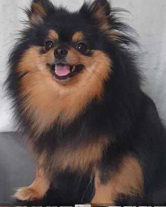 Spiz Pomerania nano