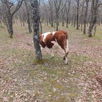 Giovenche pezzate rosse