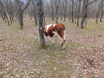 Giovenche pezzate rosse