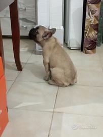 Bulldog francese