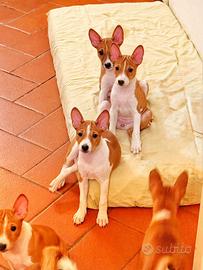 Basenji cuccioli