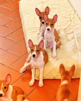 Basenji cuccioli