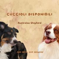 PASTORE AUSTRALIANO cuccioli con pedigree