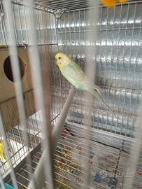 Coppia riproduttiva cocorite rainbow