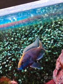 Ciclide pesce giraffa