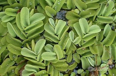 Salvinia  Natans