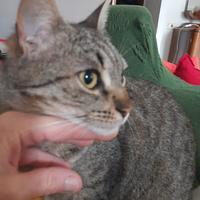 Tenera gattina sterilizzata e vaccinata Shelly