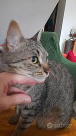 Tenera gattina sterilizzata e vaccinata Shelly