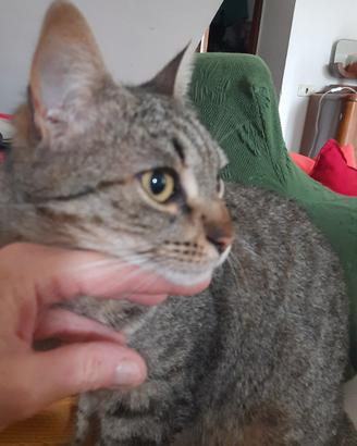 Gattina sterilizzata e vaccinata Shelly