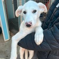 Eneo: cucciolo 4 mesi super bello