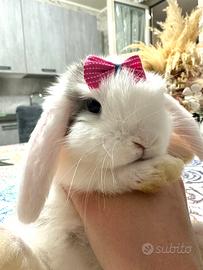 Coniglio ariete nano 2 mesi