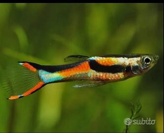 Pesci endler guppy
