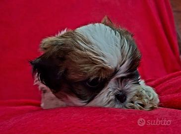 Cuccioli Shitzu