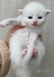 Gattino maschio bianco simil siberiano