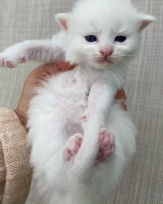 Gattino maschio bianco simil siberiano