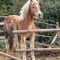 Haflinger 20 mesi