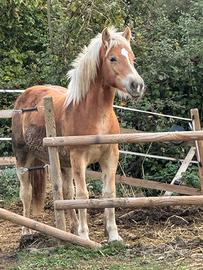 Haflinger 20 mesi