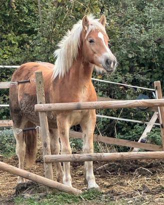 Haflinger 20 mesi