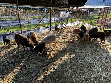 Pecore nane d'Ouessant