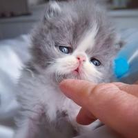 Cuccioli di Gatto Persiano