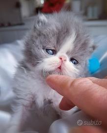 Cuccioli di Gatto Persiano