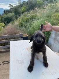 Cane da caccia