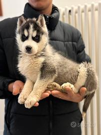 Siberian Husky con pedigree enci