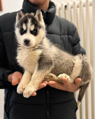 Siberian Husky con pedigree enci