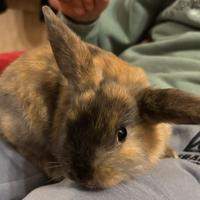 Cuccioli conigli nani