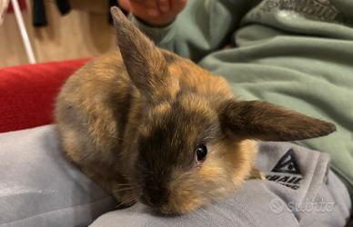 Cuccioli conigli nani