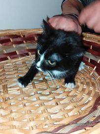 Gatto europeo di tre mesi