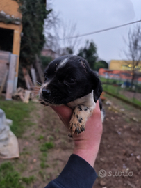 Cucciolo springer spaniel