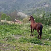 Cavallo tolfetano