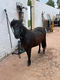 Pony Shetland