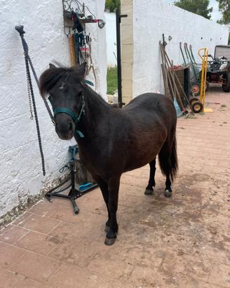 Pony Shetland