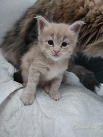 Cucciola di Maine coon