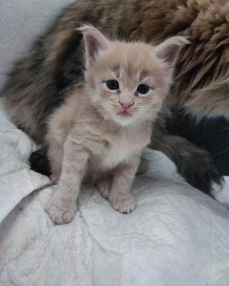 Cucciola di Maine coon