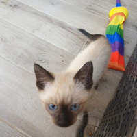 Gattino simil siamese