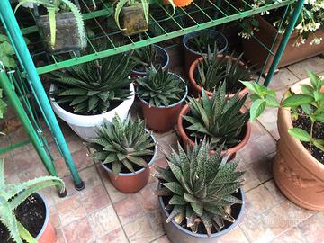 12 piante grasse