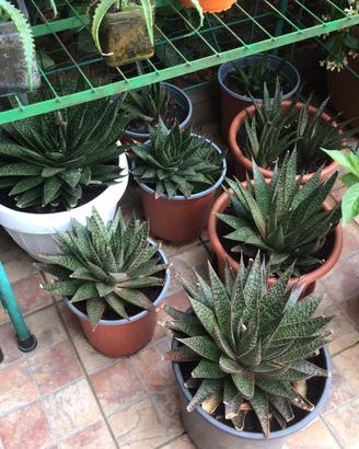 12 piante grasse